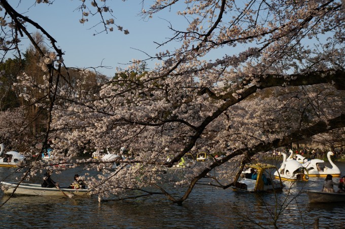 井の頭公園桜2015 (2)